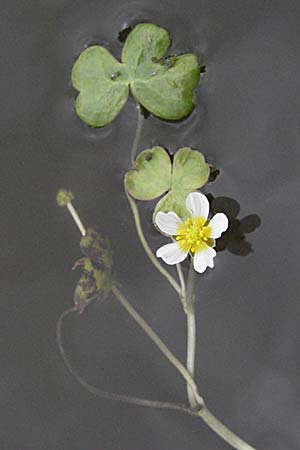 Ranunculus peltatus ? \ Schild-Wasser-Hahnenfuß, F Mauguio 13.5.2007