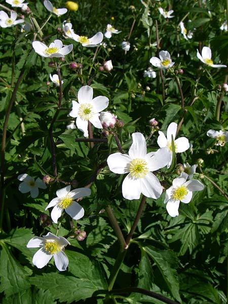 Ranunculus aconitifolius \ Eisenhutblttriger Hahnenfu, F Col de Saisies 21.6.2008