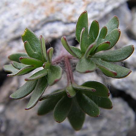 Ranunculus glacialis \ Gletscher-Hahnenfu, F Col Agnel 22.6.2008