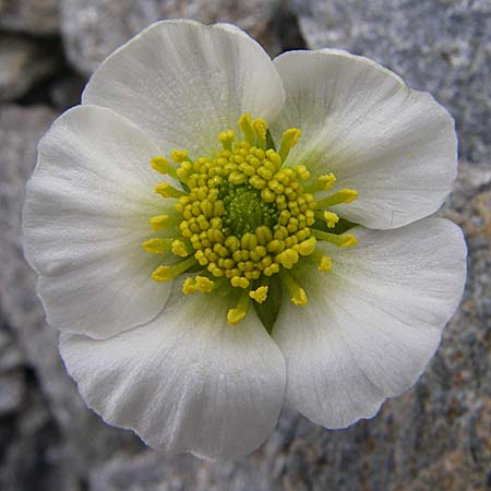 Ranunculus glacialis \ Gletscher-Hahnenfu / Glacier Crowfoot, F Col Agnel 22.6.2008