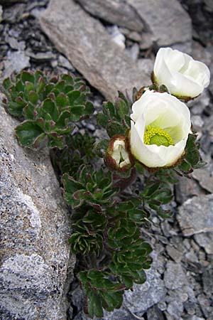 Ranunculus glacialis \ Gletscher-Hahnenfu / Glacier Crowfoot, F Col Agnel 22.6.2008