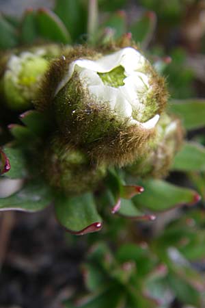 Ranunculus glacialis \ Gletscher-Hahnenfu, F Col Agnel 22.6.2008