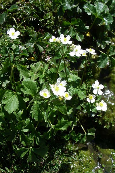 Ranunculus aconitifolius \ Eisenhutblttriger Hahnenfu, F Pyrenäen, Puymorens 26.6.2008