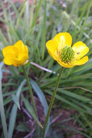 Ranunculus bulbosus \ Knolliger Hahnenfu / Bulbous Buttercup, F Pyrenäen/Pyrenees, Val de Galbe 27.6.2008