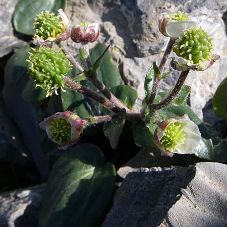 Ranunculus parnassifolius \ Herzblttriger Hahnenfu, F Col de Lautaret Botan. Gar. 28.6.2008