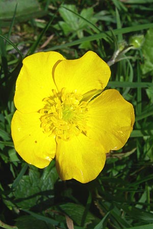 Ranunculus montanus \ Berg-Hahnenfu / Mountain Buttercup, F Vogesen/Vosges, Col de la Schlucht 5.8.2008