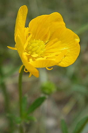 Ranunculus bulbosus \ Knolliger Hahnenfu / Bulbous Buttercup, F Millau 30.5.2009