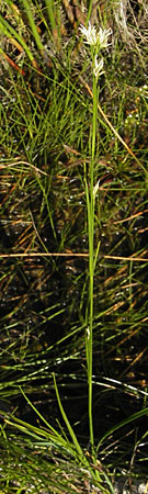 Rhynchospora alba / White Beak Sedge, F Bitche 28.7.2009