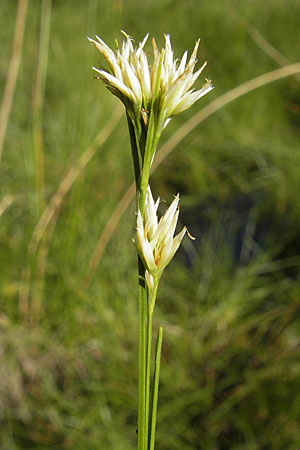 Rhynchospora alba / White Beak Sedge, F Bitche 28.7.2009