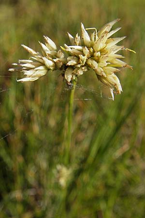 Rhynchospora alba \ Weie Schnabelbinse, Weies Schnabelried / White Beak Sedge, F Bitche 28.7.2009