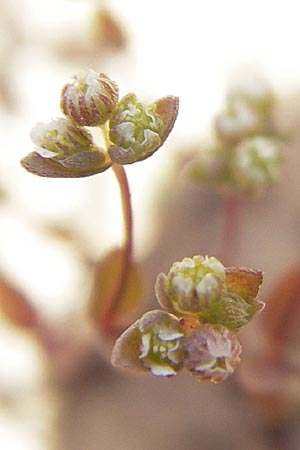 Radiola linoides \ Zwerg-Lein / Allseed, F Bitche 10.7.2010