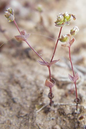 Radiola linoides / Allseed, F Bitche 10.7.2010