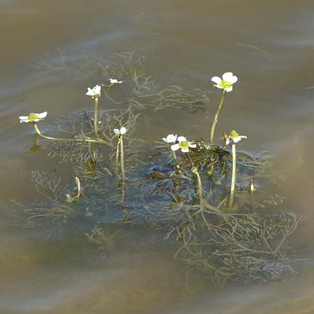 Ranunculus aquatilis \ Gewhnlicher Wasser-Hahnenfu / Common Water Crowfoot, White Water Crowfoot, F Camargue,  Mas-Thibert 2.5.2023
