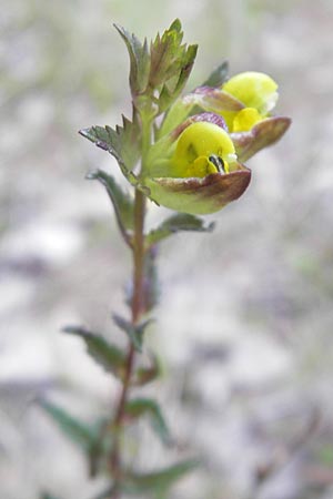 Rhinanthus minor \ Kleiner Klappertopf / Yellow-Rattle, F Bitche 25.6.2011