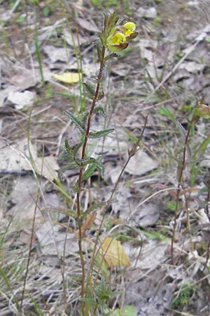 Rhinanthus minor \ Kleiner Klappertopf / Yellow-Rattle, F Bitche 25.6.2011