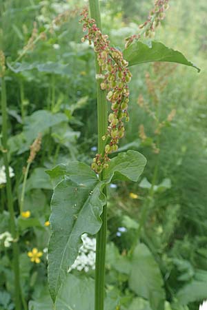 Rumex alpestris \ Berg-Sauerampfer / Mountain Dock, F Col de la Cayolle 9.7.2016