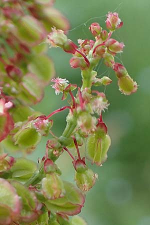 Rumex alpestris \ Berg-Sauerampfer / Mountain Dock, F Col de la Cayolle 9.7.2016