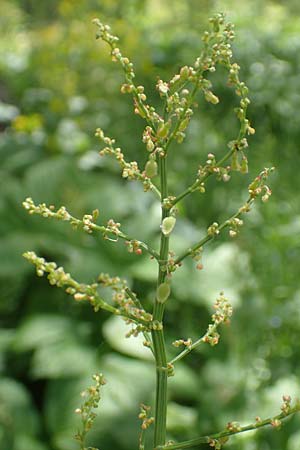 Rumex alpestris / Mountain Dock, F Col de la Cayolle 9.7.2016