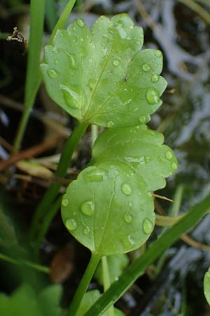 Ranunculus sceleratus \ Gift-Hahnenfu / Celery-Leaved Buttercup, F Lothringen/Lorraine, Marsal 28.4.2023