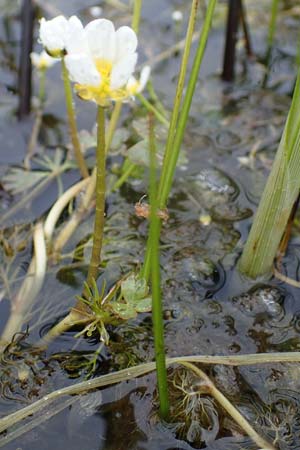 Ranunculus peltatus subsp. baudotii \ Baudots Wasser-Hahnenfu / Baudot's Water Crowfoot, F Lothringen/Lorraine, Marsal 28.4.2023