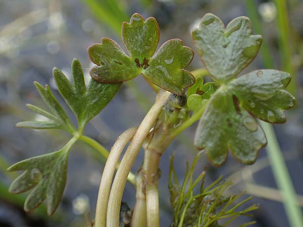 Ranunculus peltatus subsp. baudotii \ Baudots Wasser-Hahnenfu / Baudot's Water Crowfoot, F Lothringen/Lorraine, Marsal 28.4.2023