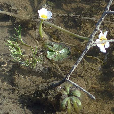 Ranunculus aquatilis \ Gewhnlicher Wasser-Hahnenfu / Common Water Crowfoot, White Water Crowfoot, F Camargue,  Mas-Thibert 2.5.2023