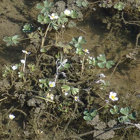 Ranunculus aquatilis \ Gewhnlicher Wasser-Hahnenfu / Common Water Crowfoot, White Water Crowfoot, F Camargue,  Mas-Thibert 2.5.2023