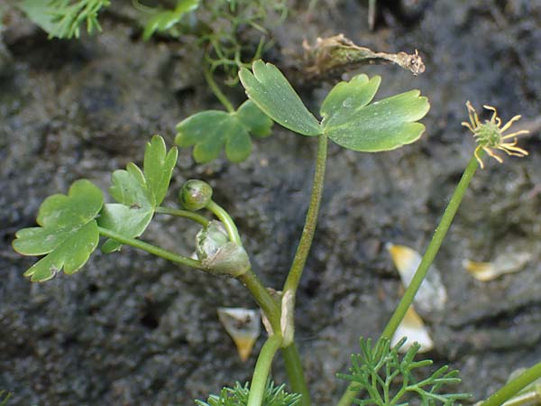 Ranunculus aquatilis \ Gewhnlicher Wasser-Hahnenfu / Common Water Crowfoot, White Water Crowfoot, F Sermoyer 4.5.2023