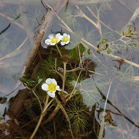 Ranunculus circinatus ? \ Spreizender Wasser-Hahnenfu / Fan-Leaved Water Crowfoot, F Jura,  Charquemont 5.5.2023