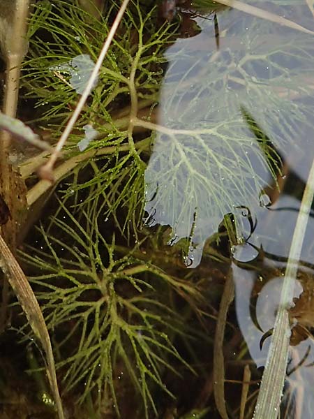Ranunculus circinatus ? \ Spreizender Wasser-Hahnenfu / Fan-Leaved Water Crowfoot, F Jura,  Charquemont 5.5.2023