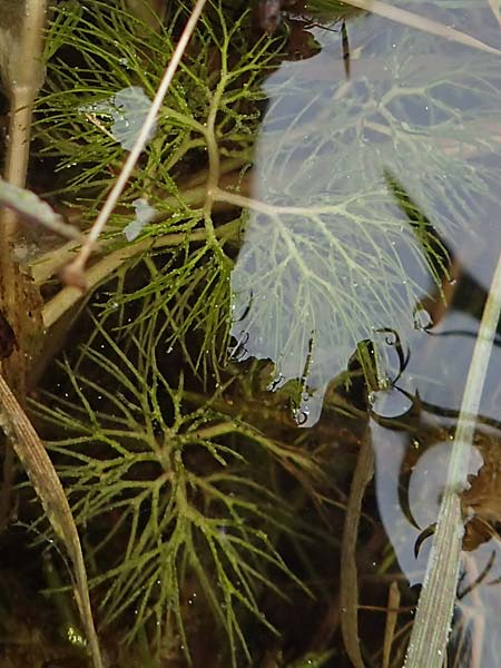 Ranunculus circinatus ? \ Spreizender Wasser-Hahnenfu, F Jura,  Charquemont 5.5.2023