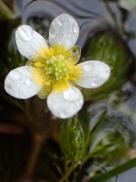 Ranunculus circinatus ? / Fan-Leaved Water Crowfoot, F Jura,  Charquemont 5.5.2023