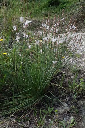 Asphodelus fistulosus \ Rhriger Affodill / Hollow-Leaved Asphodel, F Martigues 16.3.2024