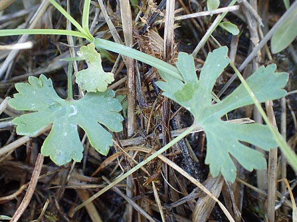 Ranunculus brunnescentoides \ Elssser Rricht-Gold-Hahnenfu / Alsacian Reedbed Goldilocks, F Valff 29.4.2016