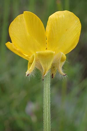 Ranunculus bulbosus \ Knolliger Hahnenfu, F Orcieres 29.4.2023