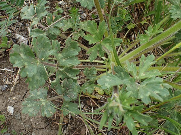 Ranunculus bulbosus \ Knolliger Hahnenfu / Bulbous Buttercup, F Orcieres 29.4.2023