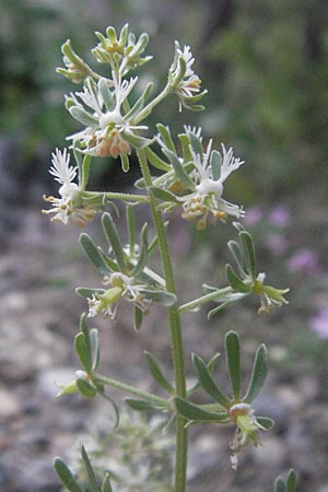 Reseda phyteuma \ Rapunzel-Resede, Sternfrucht, F Serres 10.6.2006