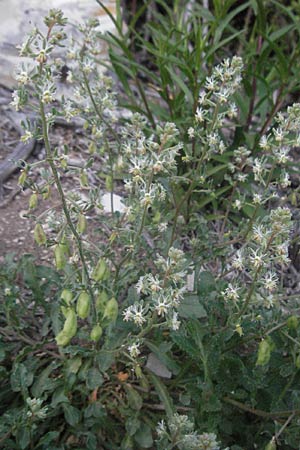 Reseda phyteuma \ Rapunzel-Resede, Sternfrucht, F Serres 10.6.2006