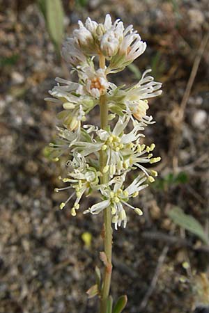 Reseda phyteuma \ Rapunzel-Resede, Sternfrucht / Corn Mignonette, Rampion Mignonette, F Toreilles 24.6.2008