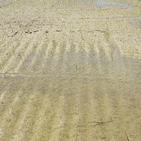 Oryza sativa \ Reis / Rice, F Camargue 27.5.2009