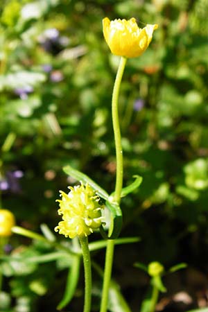 Ranunculus engelianus \ Engels Gold-Hahnenfu / Engel's Goldilocks, F Mussig 18.4.2015