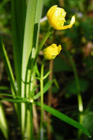 Ranunculus engelianus / Engel's Goldilocks, F Mussig 18.4.2015