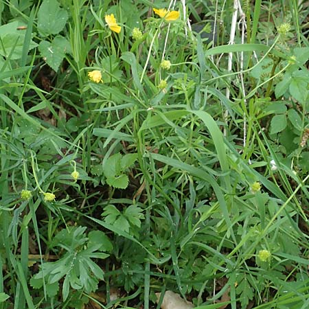 Ranunculus contegens \ Bedeckter Gold-Hahnenfu / Overlapping Goldilocks, F Forstfeld 29.4.2016