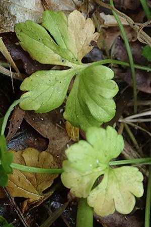 Ranunculus contegens \ Bedeckter Gold-Hahnenfu, F Forstfeld 29.4.2016