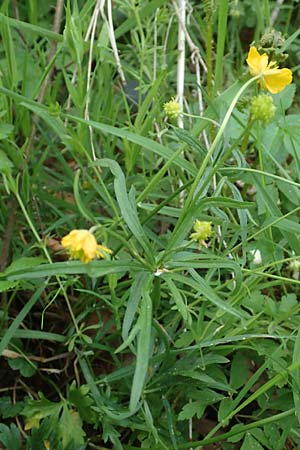 Ranunculus contegens \ Bedeckter Gold-Hahnenfu, F Forstfeld 29.4.2016