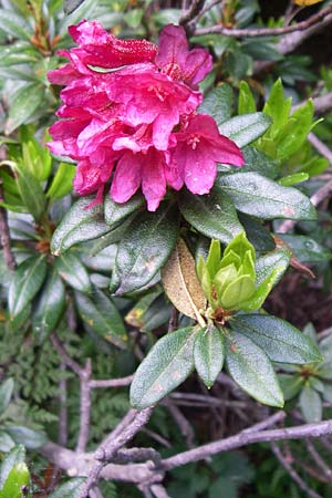 Rhododendron ferrugineum \ Rostblttrige Alpenrose, F Pyrenäen, Eyne 25.6.2008