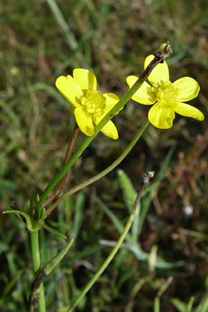 Ranunculus flammula \ Brennender Hahnenfu / Lesser Spearwort, F Vogesen/Vosges, Lac de la Lauch 3.8.2008