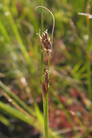 Rhynchospora fusca \ Braune Schnabelbinse, Braunes Schnabelried / Brown Beak Sedge, F Bitche 28.7.2009