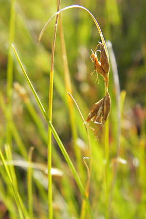 Rhynchospora fusca \ Braune Schnabelbinse, Braunes Schnabelried / Brown Beak Sedge, F Bitche 28.7.2009