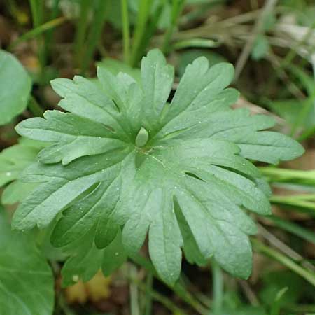 Ranunculus forstfeldensis \ Forstfelder Gold-Hahnenfu / Forstfeld Goldilocks, F Forstfeld 29.4.2016